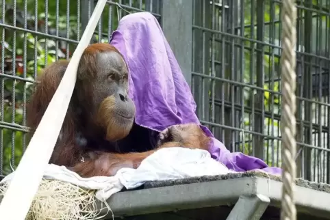 Orang-Utan „Lucu“ im Neunkircher Zoo.