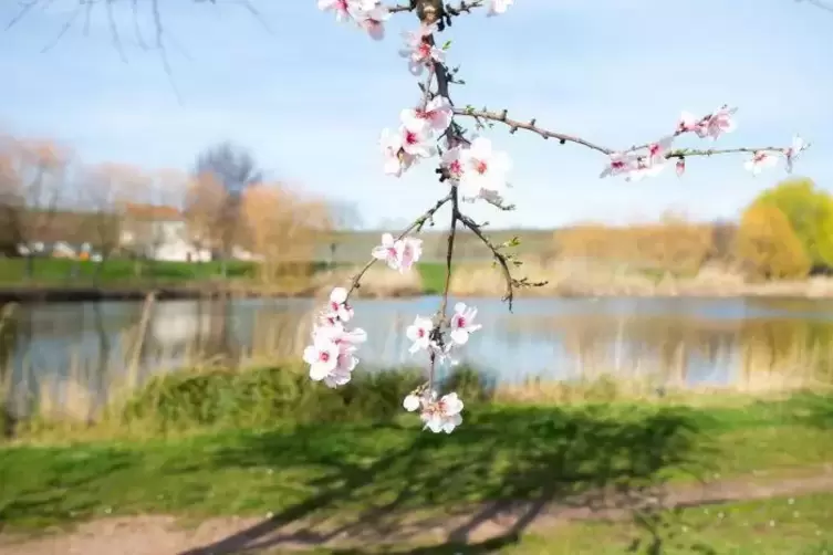 Etwas Schönes braucht der Mensch, besonders in diesen Zeiten: Die Mandeln stehen in voller Blüte, hier am Bockenheimer See. 