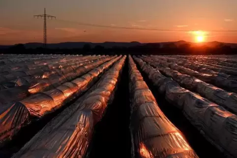 Wenn die Sonne tief steht, sind Autofahrer manchmal stark geblendet. 