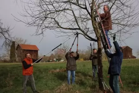 Im Einsatz: Die freiwilligen Helfer, die die Obstbäume rund um Waldsee schneiden. 