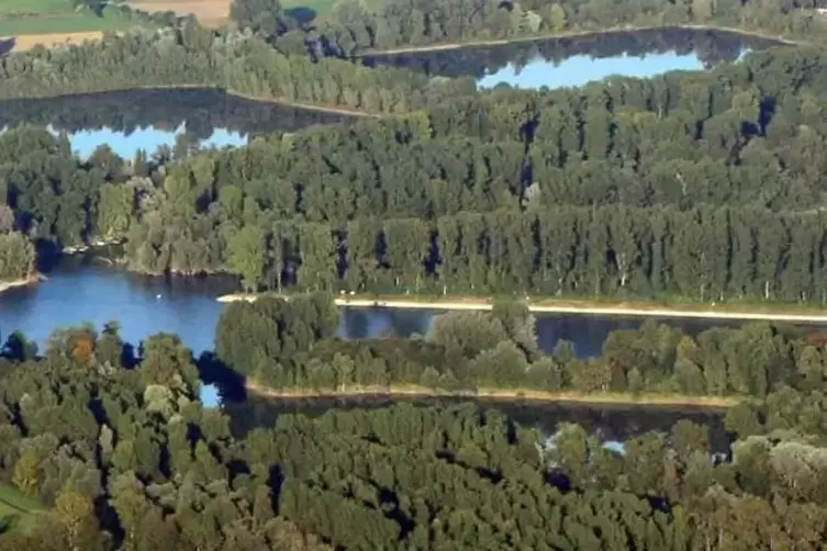 Altrhein und Auwald bei Waldsee: eine Landschaft in der Verbandsgemeinde Rheinauen n&ouml;rdlich von Speyer. Ohne Tulla w&uuml;rde hier he