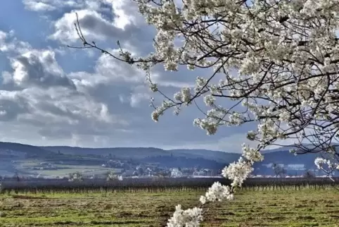 Blütenreich ist jetzt der Ausblick auf die Haardt.