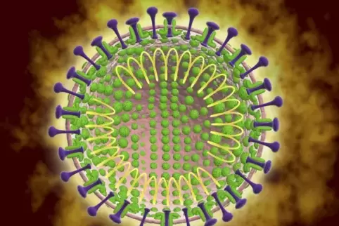 Das Coronavirus 
