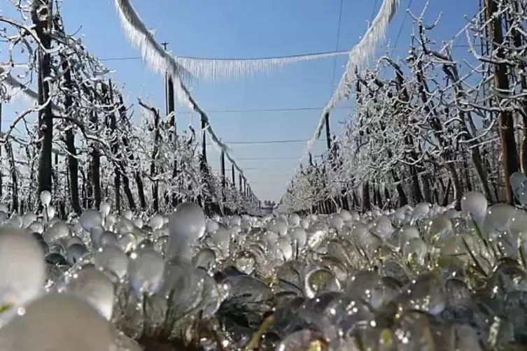 Wie Perlen glänzen Eisköpfchen auf den Grashalmen, von der Obstbaumanlage hängen Eiszapfen.