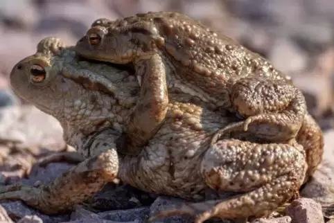 Faules Männchen: Der Herr lässt sich vom Weibchen huckepack zum Laichgewässer Kahlenbergweiher tragen. Faules Männchen: Der Herr lässt sich vom Weibchen huckepack zum Laichgewässer Kahlenbergweiher tragen.