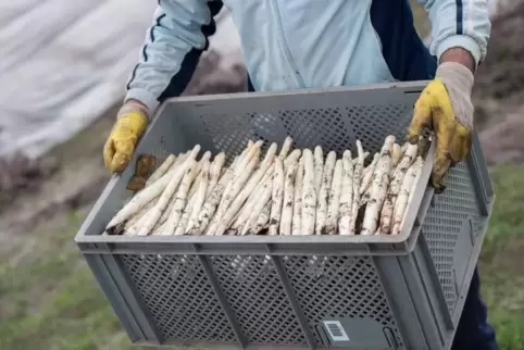 Spargelernte: Dafür reisen auch ins Speyerer Umland normalerweise Erntehelfer aus Osteuropa an. Manche haben es noch vor dem Ein