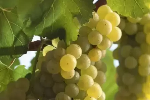 Die Chardonnay-Traube prägt verschiedene Stile.