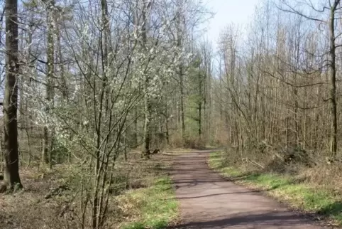 Früher als gewohnt fängt die Natur am Rodalber Trimm-dich-Pfad nach dem ausgefallenen Winter an zu erwachen. 