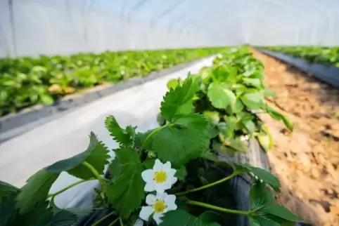 Verbraucher müssen sich auf höhere Preise bei Obst und Gemüse einstellen. Auf unserem Bild ist ein Erdbeerfeld zu sehen.
