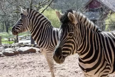 Die Zebras freuen sich auch in Corona-Zeiten des Lebens im Siegelbacher Zoo. 