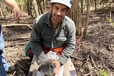Erste Schritte in Freiheit: Ein Umweltschützer wildert einen der im Dezember geretteten Koalas aus. 