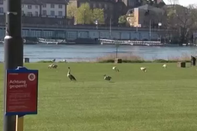 Die Menschen dürfen nicht drauf – die Tiere schon: Nilgänse auf den Neckarwiesen in Heidelberg. 