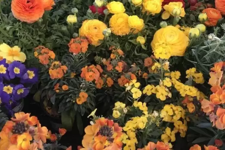 Frühlingsblumen – nicht auf der Wiese, sondern vormEinkaufsmarkt. 