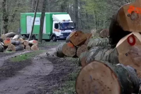 Auffällig sind die Rodungen entlang der L549 zwischen Kandel und dem Kreisel Jockgrim/Hatzenbühl.