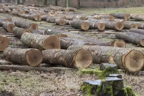 Holzlager der Landesforsten bei Johanniskreuz im Jahr 2017.