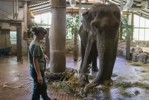 Elefantendame Rani im Neunkircher Zoo, hier im Herbst 2018 mit der Tierpflegerin Selina Ackermann. Elefantendame Rani im Neunkircher Zoo, hier im Herbst 2018 mit der Tierpflegerin Selina Ackermann.