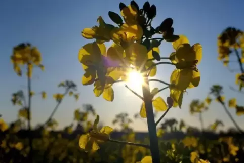 Viel Sonnenschein und Temperaturen bis zu 24 Grad: So wird das Wetter in Rheinland-Pfalz und im Saarland.
