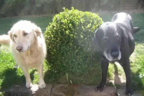 Das Leben in ländlicher Luxus-Quarantäne ist auch nach dem Geschmack von Lucius (rechts) und Hermine. 