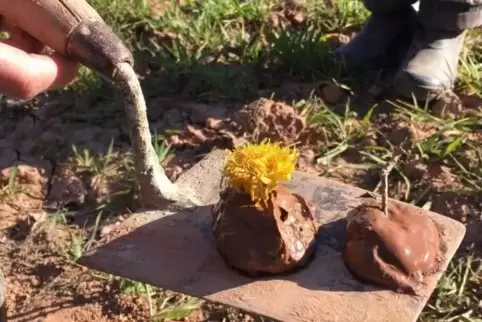 Ein leckeres Matsch-Menü haben Noée (8) und Ben (10) auf einem Feld bei Dannenfels zubereitet. 