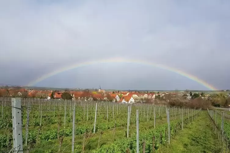 Zwischen Erpolzheim und Freinsheim ist dieses Bild am 12. März entstanden. „Ich finde den Regenbogen sehr schön, der sich über F