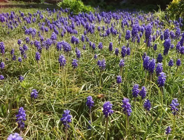 "Bei diesen Frühlingstemperaturen lacht einem das Herz. Mein blauer Teppich im Garten wird jedes Jahr größer und ,summt’ inzwisc