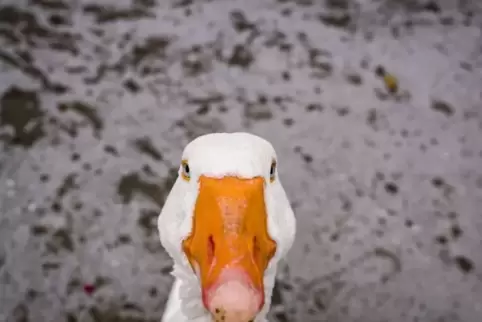 Eine Gans lag leblos auf der Fahrbahn der A 65.