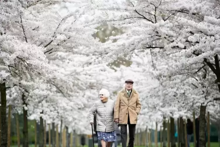 Einfach mal rauskommen: Ein älteres Ehepaar geht im Battersea Park in London einen von Blüten gesäumten Weg entlang.