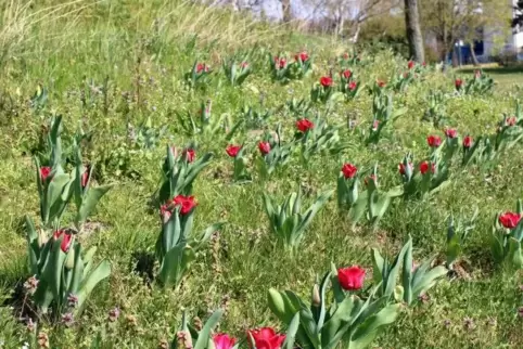Die Tulpen im Homburger Stadtpark wurden im Herbst gepflanzt und blühen nun für die deutsch-türkische Freundschaft.