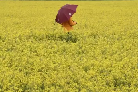 Blüten und Regen: Das erwartet die Pfalz in den nächsten Tagen. Unser Foto stammt aus Bayern. 