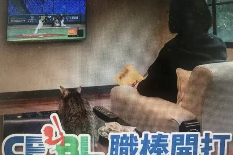 Baseball mit Katze: So wirbt die Chinese Professionell Baseball League für ihre Übertragungen. 