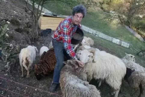 Patrick Siben und seine Schafe. 