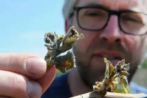 Winzer Jochen Schmitt aus Bad Dürkheim demonstriert die teils fatalen Folgen der klirrenden Kälte in der Weinlage Nonnengarten.