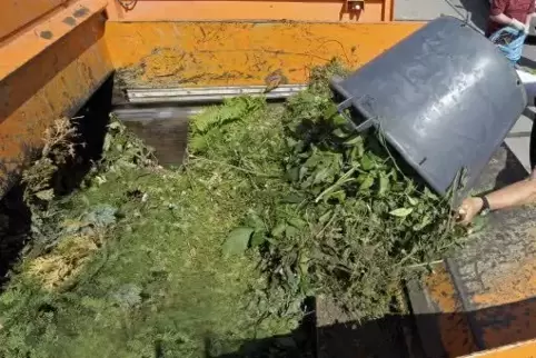 Ums Loswerden ihres Grünschnitts geht es derzeit vielen Gartenbesitzern. Deshalb wird am Samstag an den Sammelstellen vermutlich