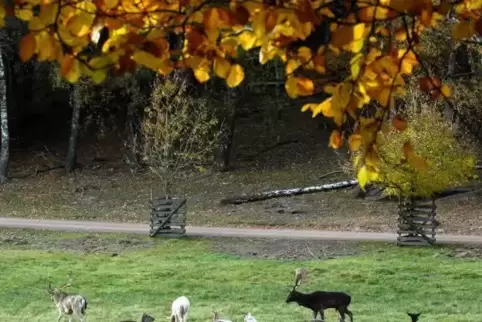 Im Kurpfalzpark in Wachenheim kann man Tiere beobachten oder Fahrgeschäfte nutzen. 