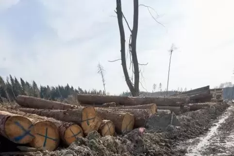 Viele Waldwege sind nach dem Holzabtransport in schlechtem Zustand.