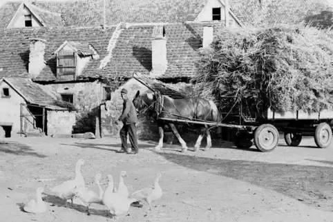 So ging Landwirtschaft damals: Das Foto wurde 1951 in Friedelsheim aufgenommen.