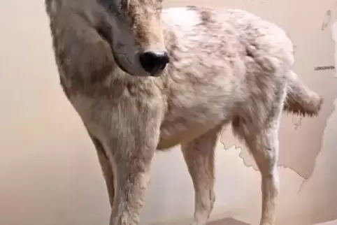 Dieser Mainzer Wolf ist bereits seit 2012 im Naturhistorischen Museum.