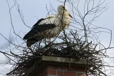 Es ist erstaunlich, was der Storch schon an großem Astwerk eingeflogen hat.