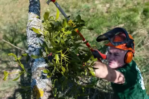 Manfred Rappold, Vorsitzender des Obst- und Gartenbauvereins Löstertal, schneidet einen Apfelbaum, auf dem Misteln wachsen. 