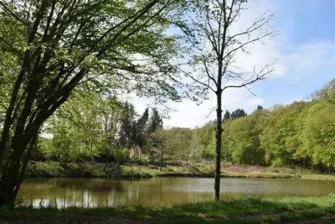 Im Wasser sollen sich unter anderem Rotfedern und Rotaugen tummeln.