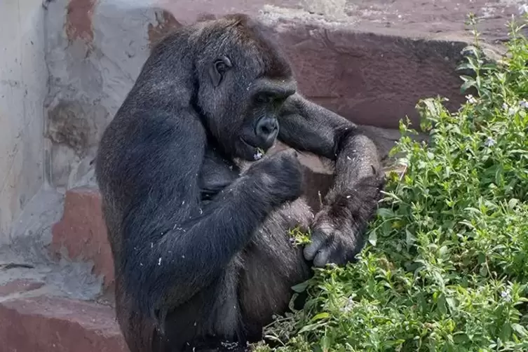 Herber Verlust für den Zoo: Gorilla Zsa Zsa ist tot.