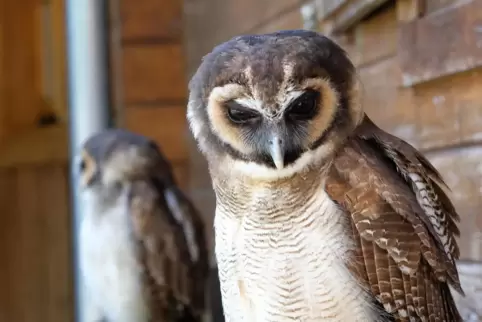 Eulen im Neunkircher Zoo.