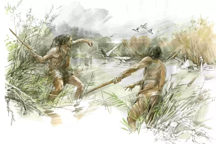 So ähnlich könnten die Vorfahren der Neandertaler mit Wurfstöcken Singschwäne und Enten gejagt haben.
