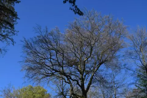 Buchen (hier ein besonders schönes Exemplar dominieren mit der Kiefer die Wälder der Region).