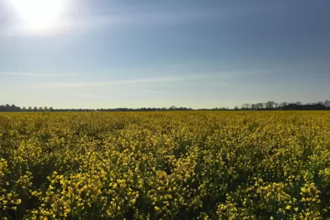 Die Morgensonne scheint über einem Rapsfeld. Trockenheit wegen vergleichsweise wenig Regen spielt auch in der Landwirtschaft ein