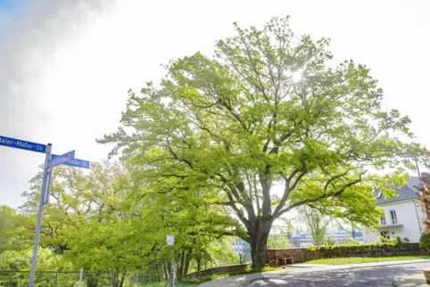Ein ganz besonderer Baum: die Eiche in der Maler-Müller-Straße am Eitersberg.