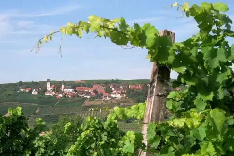 Blick aus dem Weinberg auf Zell.
