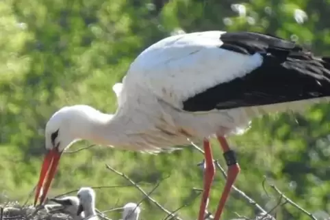 Im Nest nahe der Lohnsfelder Pulvermühle tummeln sich mindestens drei Storchenbabys. Im Nest nahe der Lohnsfelder Pulvermühle tummeln sich mindestens drei Storchenbabys.