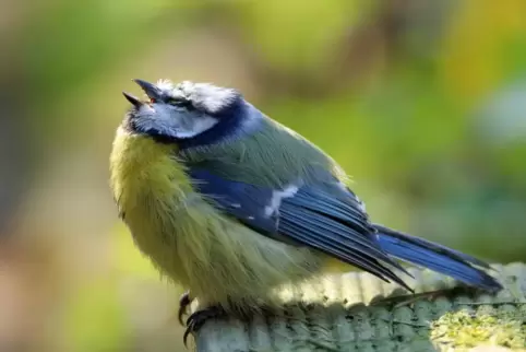 Aufgeplustert, verklebte Augen und fehlendes Gefieder am Kopf: Das sind typische Anzeichen für die neue Vogelkrankheit, die vor 