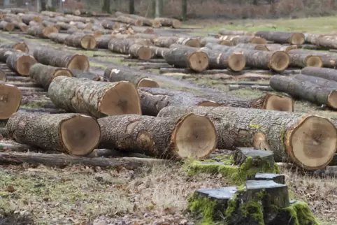 Holzlager der Landesforsten bei Johanniskreuz. 